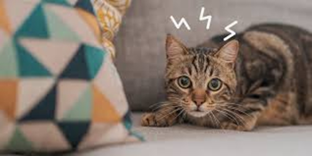 Anxiété du chien et du chat : 3 signes invisibles à&nbsp;repérer